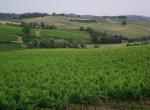 Castellina vineyards